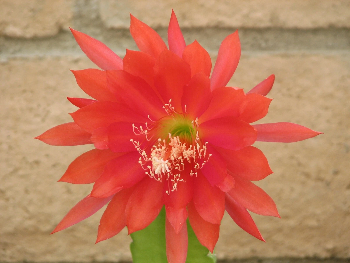 Epiphyllum Orchid Cactus Cutting – Orange Red Bloom Hybrid – Unrooted Indoor Plant Segment for Gardening