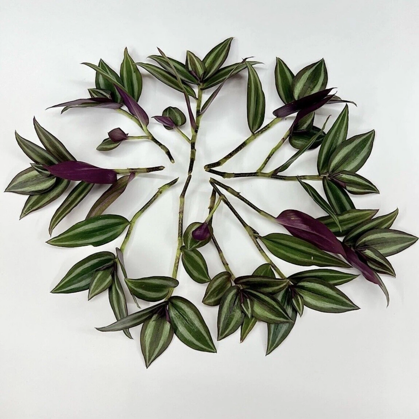 Tradescantia zebrina Unrooted Cuttings – 12 Purple Silver Striped Wandering Jew Vine for Indoor Pots & Hanging Baskets