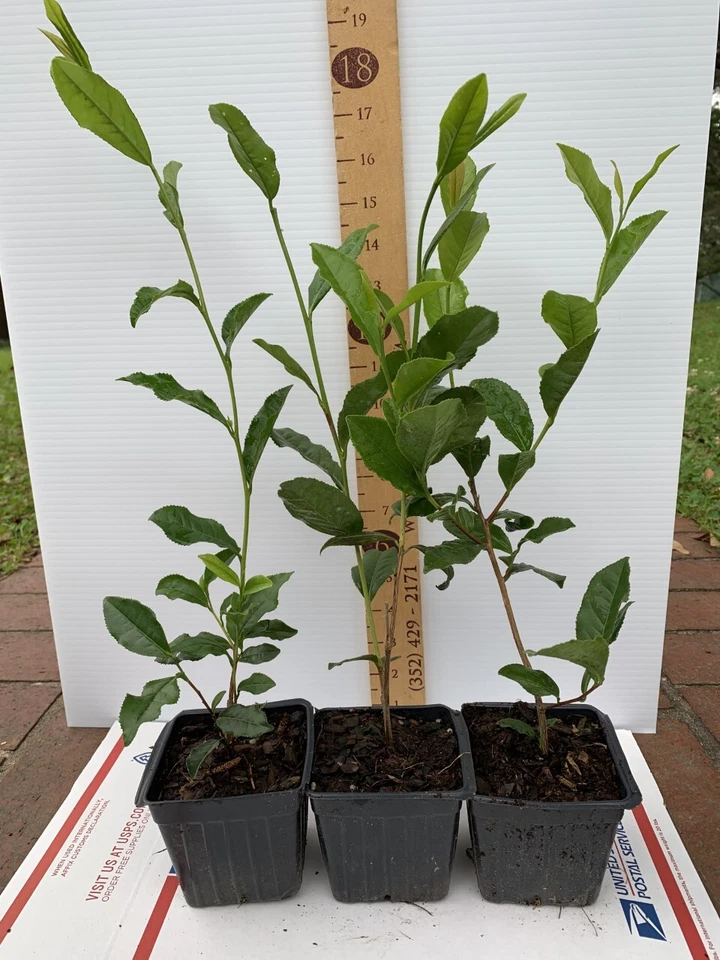 Camellia Sinensis Starter Plant – Tea Plant in 5 Liter Pot, Live Young Shrub for Garden or Container, Camellia Sinensis