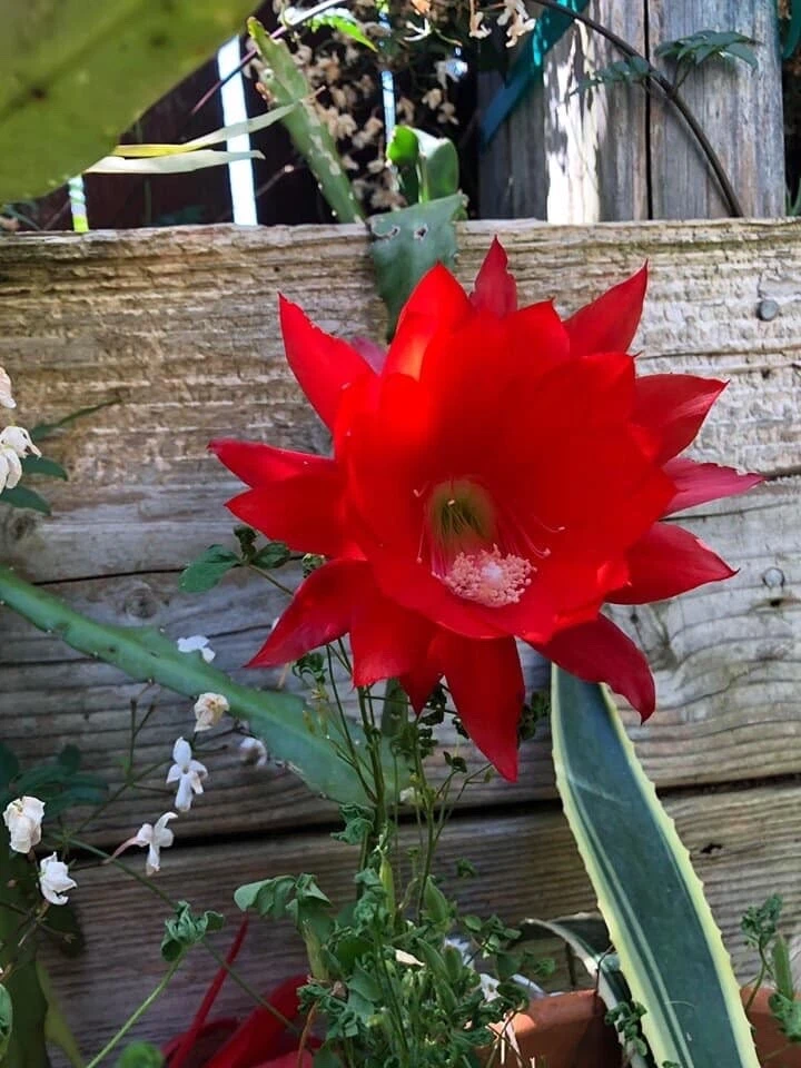 Red Epiphyllum ackermannii Orchid Cactus Cuttings – 3 Unrooted Stems, 5-8 Inches, Flowering Succulent for Garden and Indoor Planting