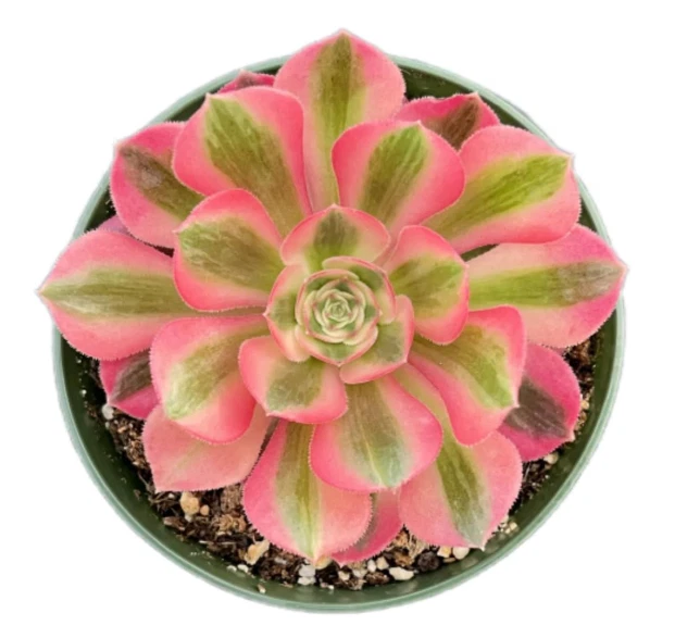 Aeonium Pink Witch Succulent Cutting – 2–6 Inch Rosette Plant for Propagation, Live Aeonium spp.