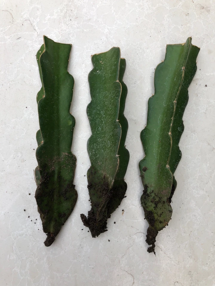 Red Dragon Fruit Rooted Plants – 3 Live Red Pitaya Cuttings, Bare Root, Climbing Cactus, Hylocereus, Fruit-Bearing, Ready to Plant