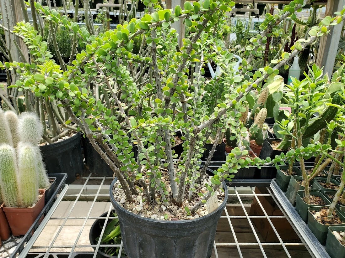 Alluaudia Humbertii Madagascar Succulent Rooted Cutting Didiereaceae Spiny Drought-Tolerant Plant