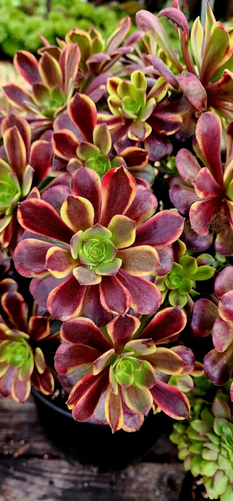 Aeonium Superbang Succulent Cutting – 3 Inch Variegated Rosette Live Plant for Garden, Indoor, or Patio