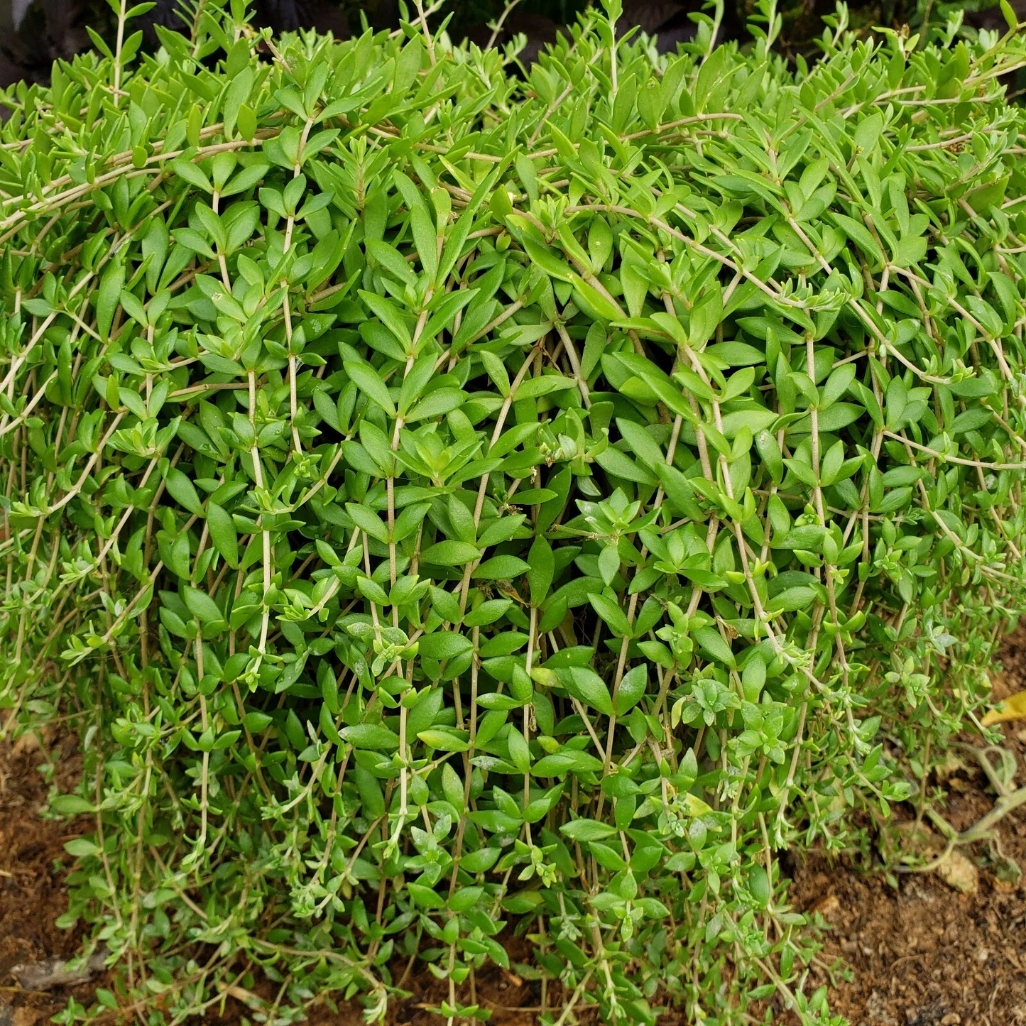 50 Sedum Sarmentosum Cuttings – Fast Growing Creeping Perennial Groundcover Live Plant for Gardens and Rock Gardens