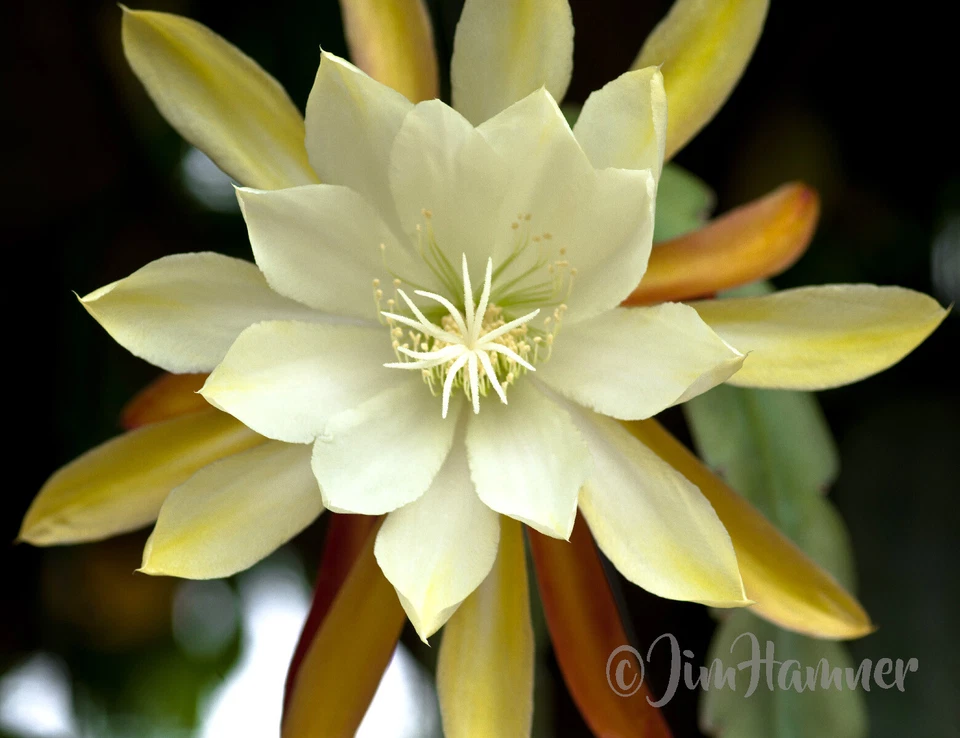 Epiphyllum Orchid Cactus Cutting – 8–10 Inch Live Propagation Hanging Cactus with Vibrant Flowers
