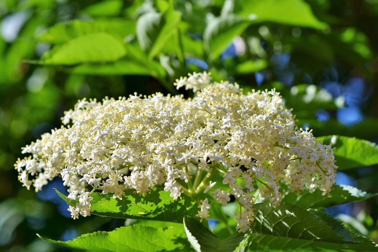 Adams Elderberry Cuttings – 12 Unrooted Sambucus canadensis Fruit Shrub Propagation for Garden Planting