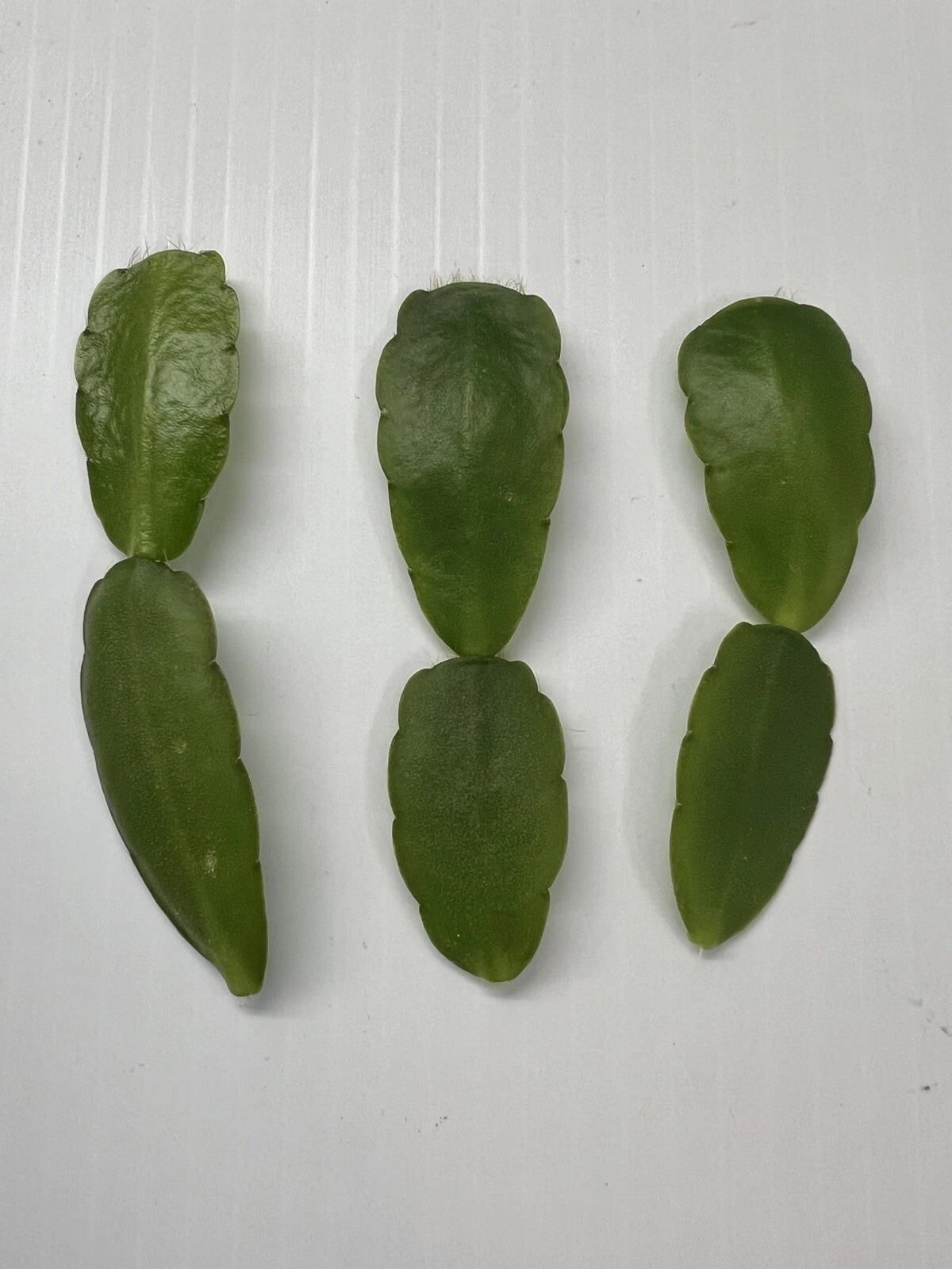 White Easter Cactus Cuttings – 3 Live Rhipsalidopsis Spring Sunrise Houseplant for Indoor Growing
