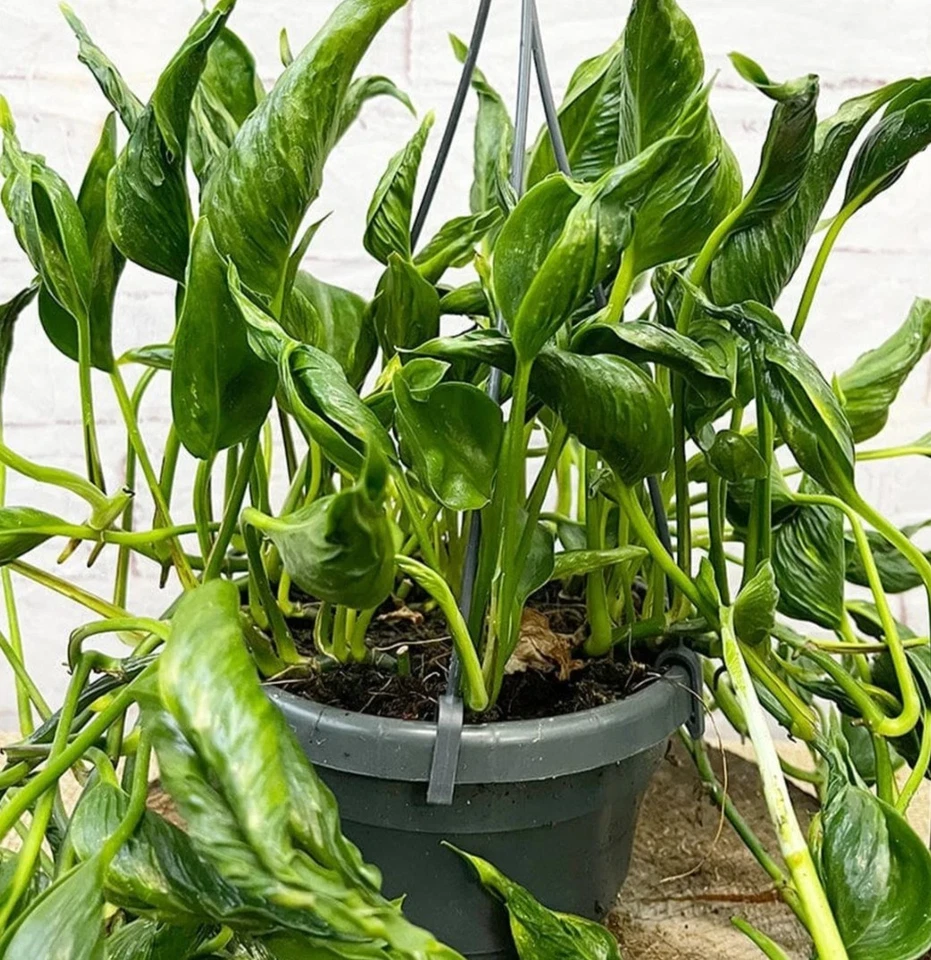 Shangri La Pothos Cuttings – 3 Unrooted Epipremnum aureum ‘Shangri La’ Houseplant Propagation Material