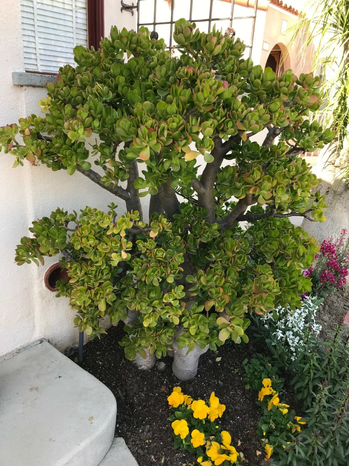 Crassula Ovata Jade Plant Cutting – Large 8" Succulent Stem for Indoor Growing, Easy Rooting, Live Green Branching Succulent