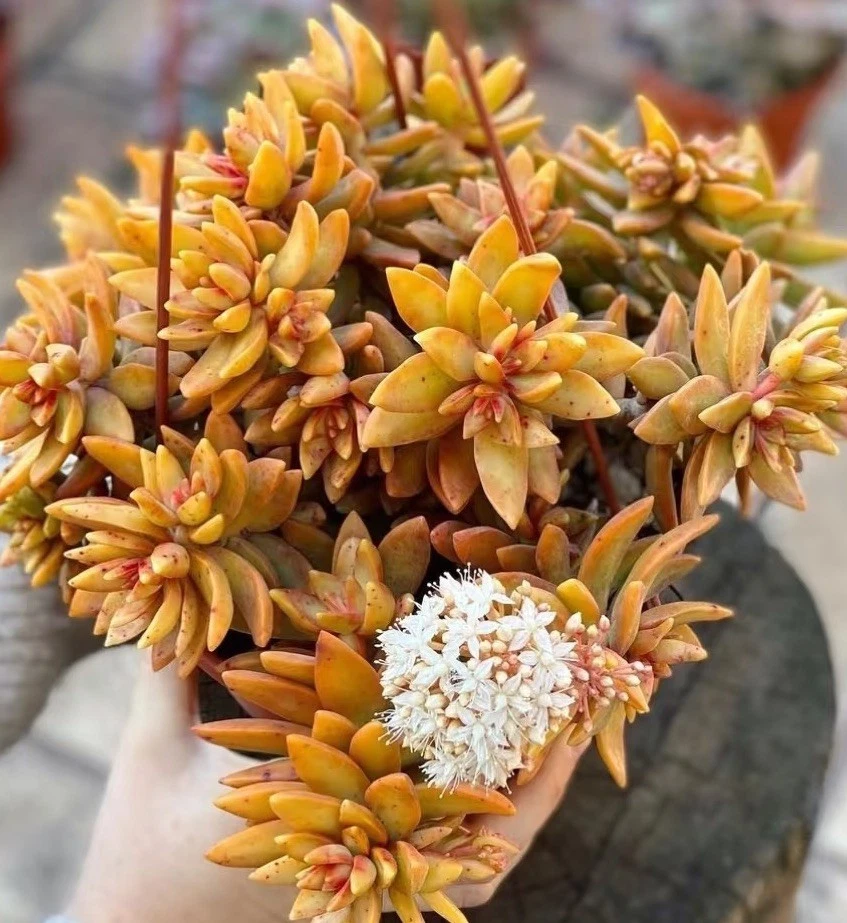 Sedum ‘Firestorm’ Succulent Unrooted Cuttings – 3-4 Inches for Propagation and Garden Planting