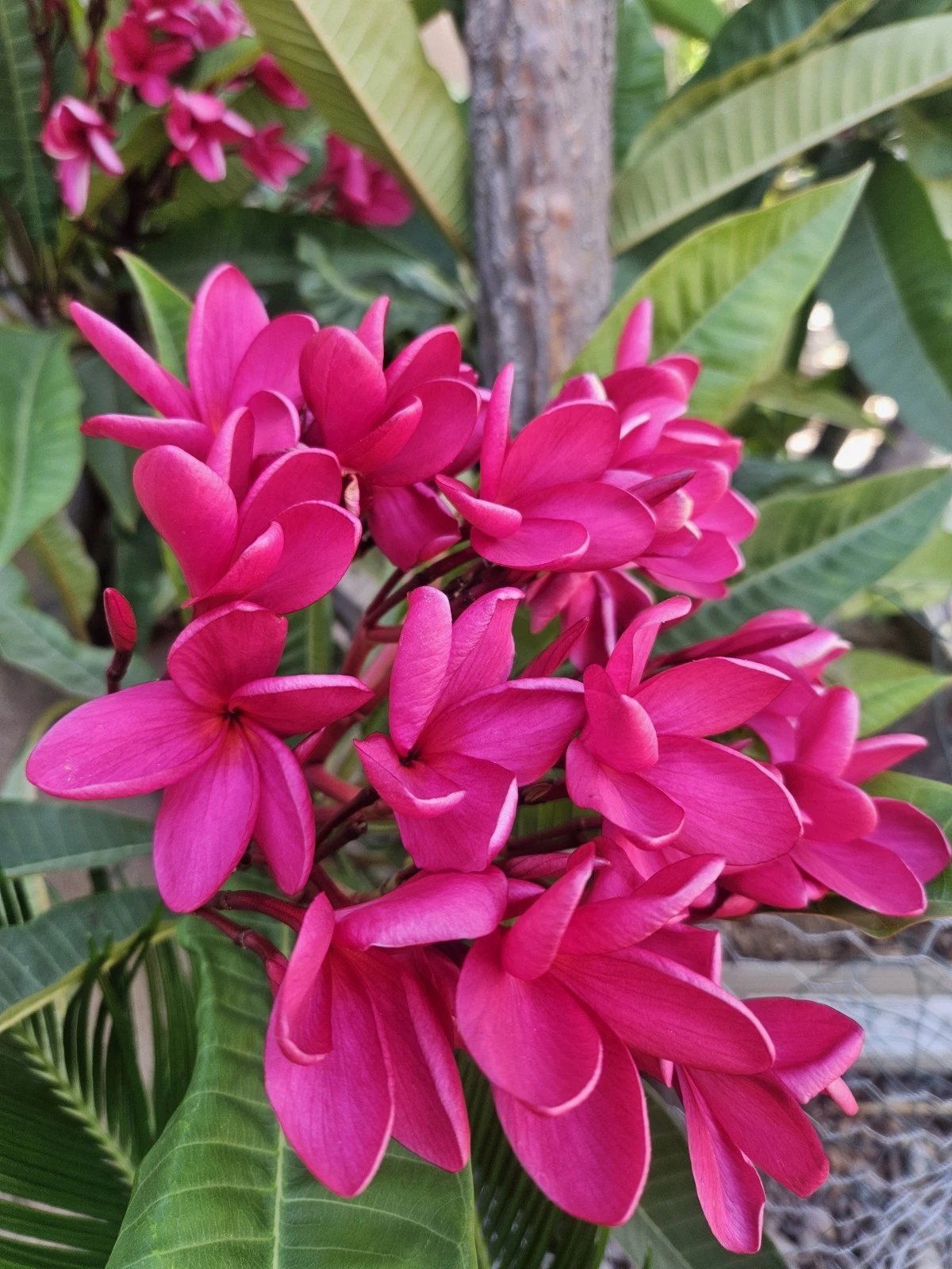 Red Plumeria Cutting – 12 Inch Unrooted Stem for Propagation, Tropical Flowering Tree, Frangipani, Plumeria spp.