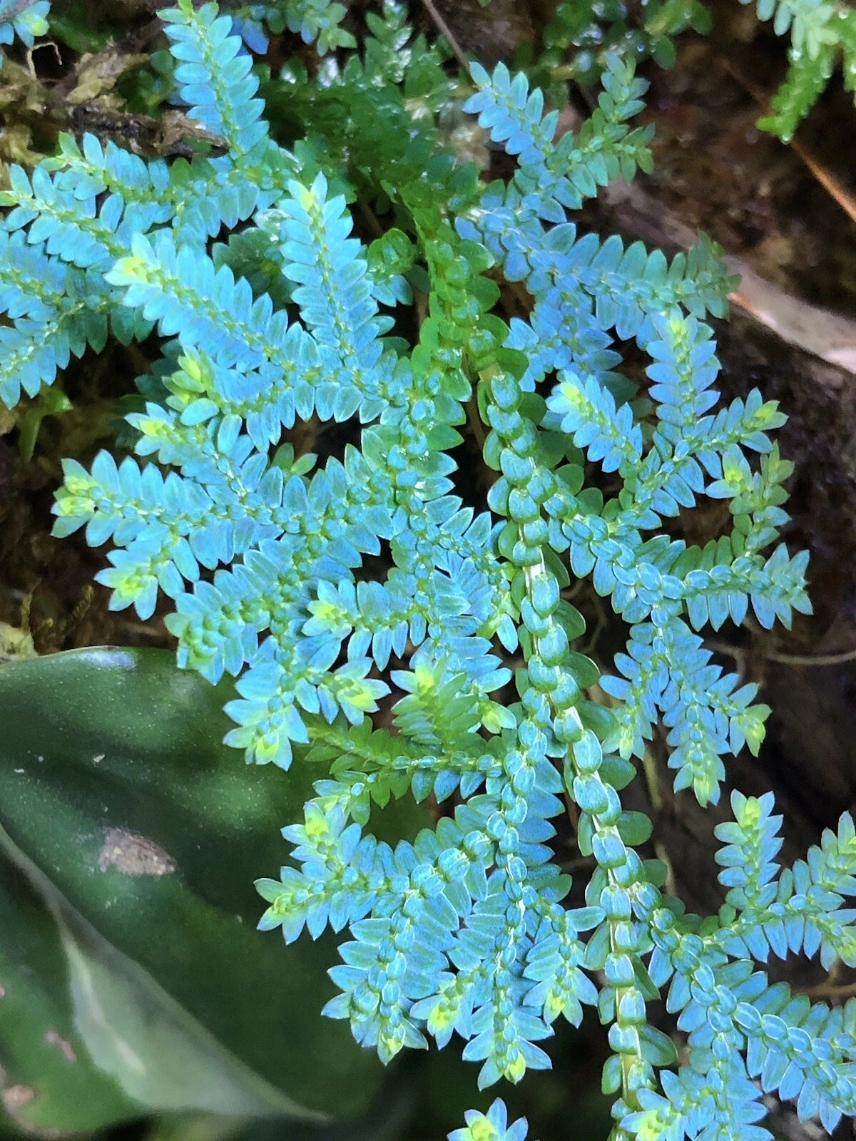 Rainbow Spikemoss Peacock Fern Cutting – Live Selaginella uncinata Blue Foliage for Terrarium and Indoor Garden Propagation