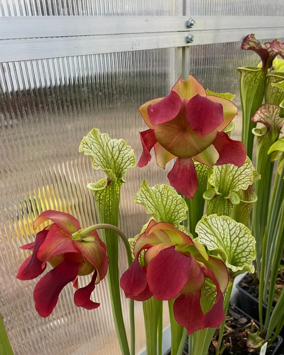 Sarracenia Red Velvet Live Plant – Medium Division Pitcher Plant, Ornamental Carnivorous Species for Gardens and Collectors