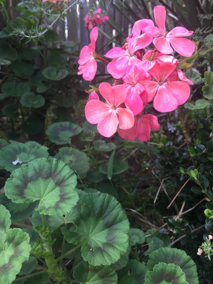 Salmon Pink Zonal Geranium Starter Cuttings – Pelargonium × hortorum Live Plant, 4 Unrooted 8-Inch Cuttings