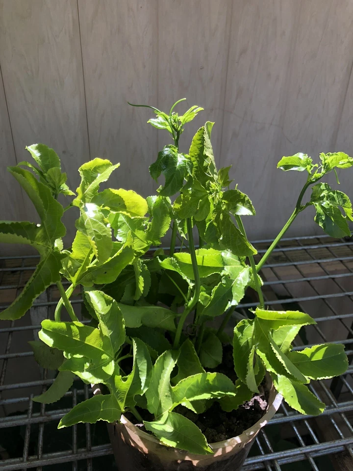 Passiflora edulis Cuttings – 3 Fresh Unrooted Passion Fruit Vine Propagation Planting Material