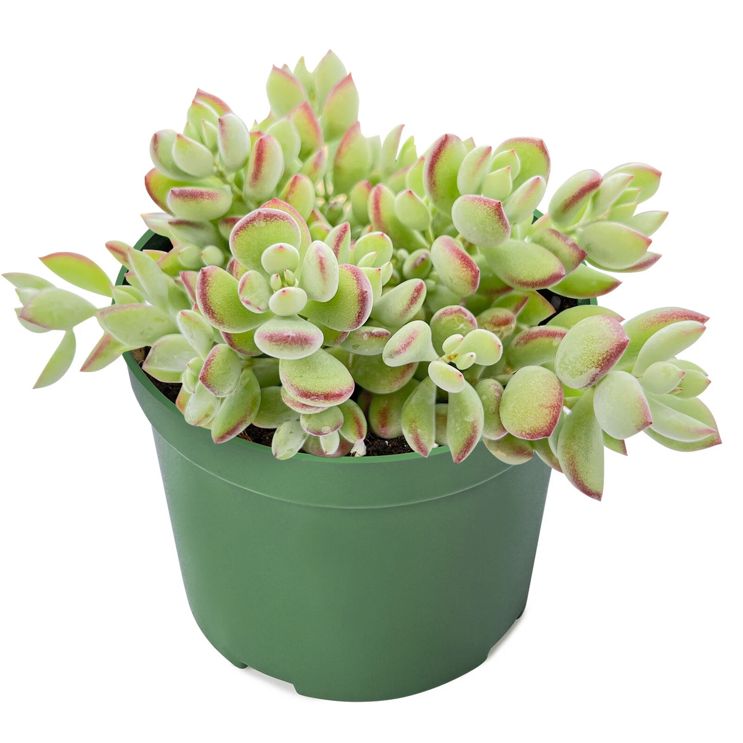 Cotyledon pendens Trailing Succulent Live Plant 4-Inch Pot Indoor Decor Collection Rare Fleshy Leaves