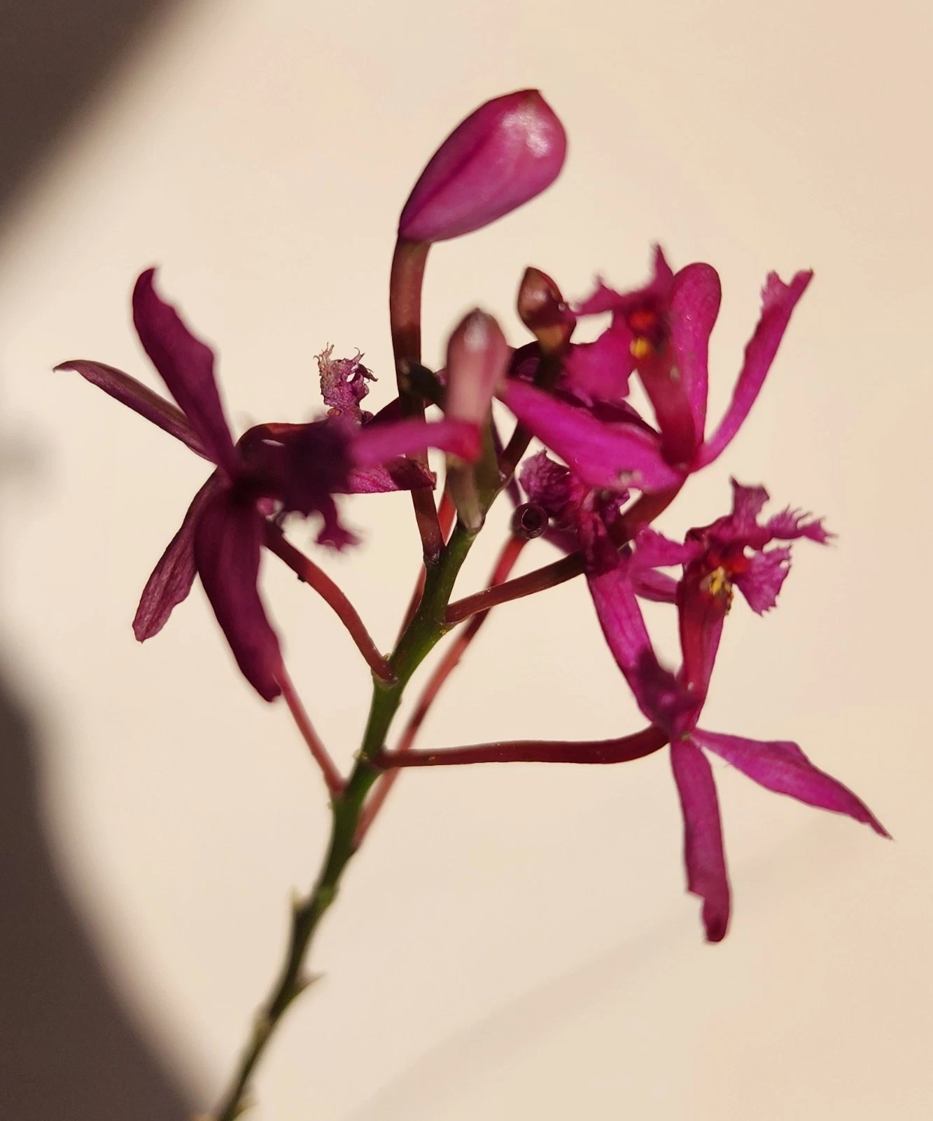 Epidendrum Radicans Fire Star Orchid – Rooted Keiki Starter Plant with Purple Lavender Blooms – Easy-Care Orchid for Collection