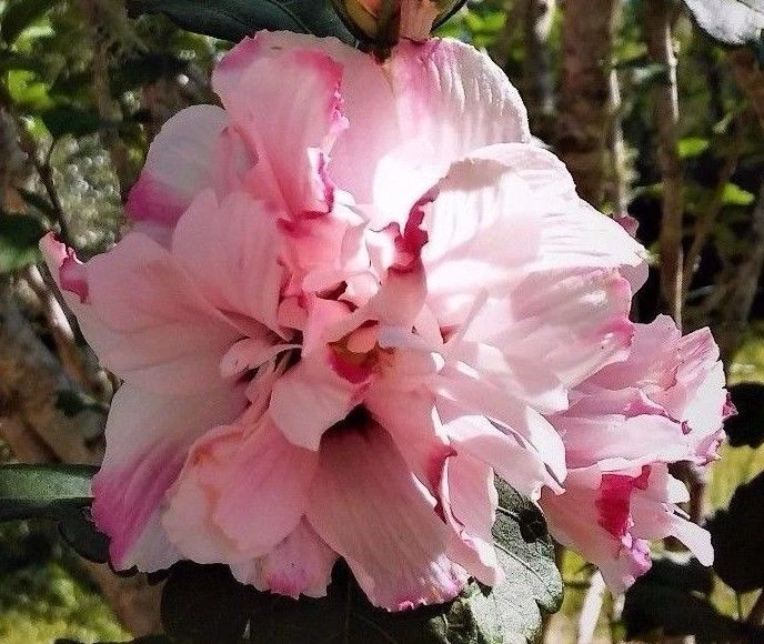 Double Rose of Sharon Live Plant – Pink Hibiscus Althea Shrub, 6-12 Inch Flowering Garden Plant