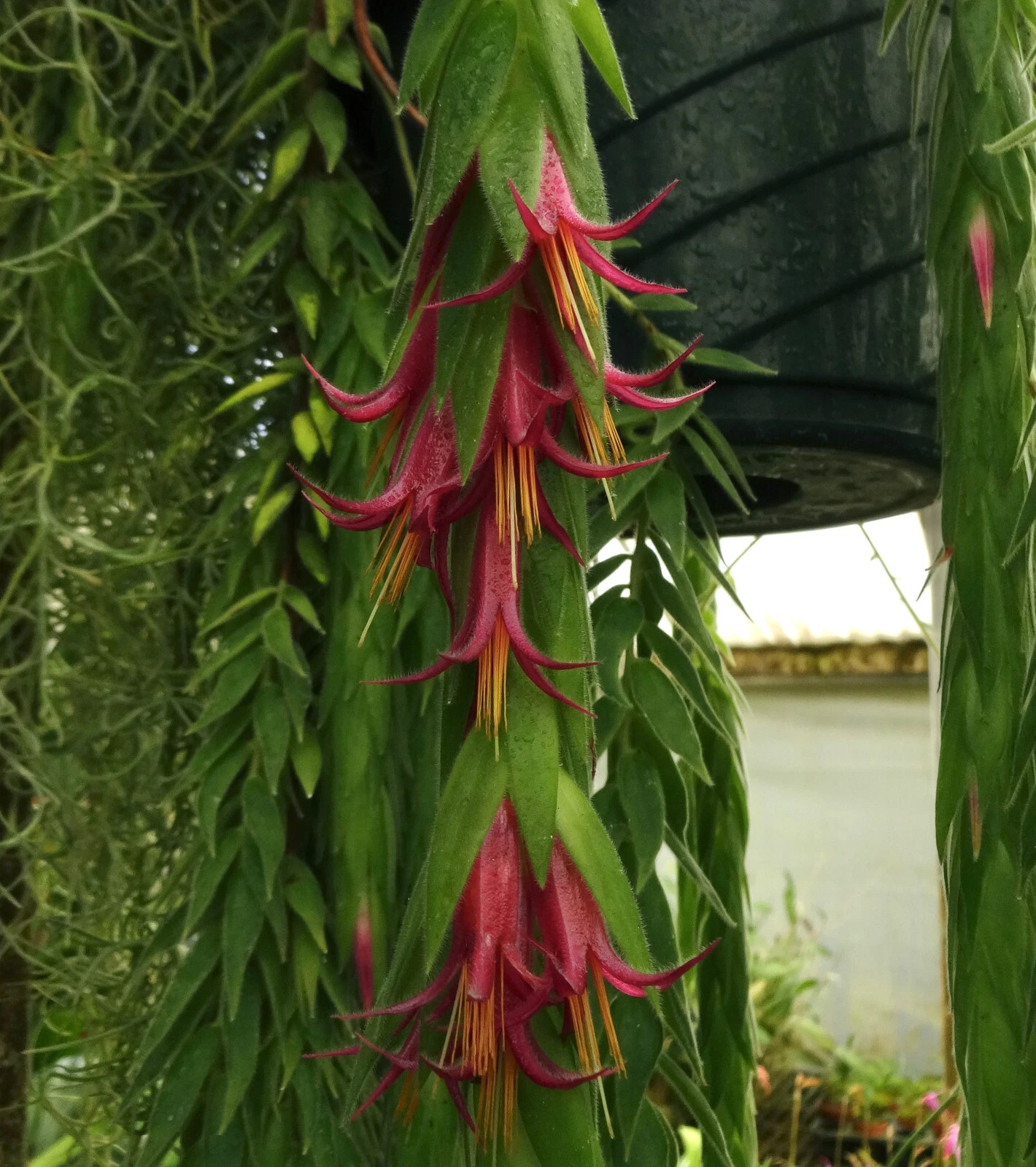 Ceratostema rauhii Live Plant – Neotropical Ornamental Vine for Hanging Baskets – Lush Green Foliage & Tubular Flowers