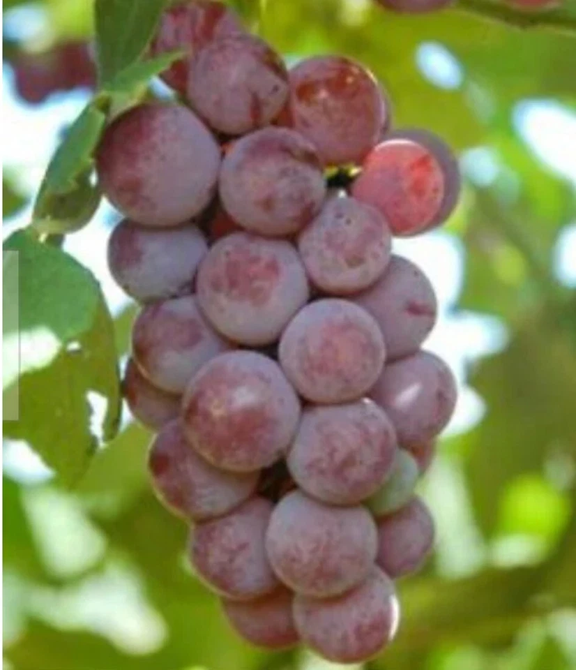 Somerset Seedless Grape Cuttings – 6 Unrooted Vitis spp. ‘Somerset Seedless’ Deciduous Fruit Vine for Propagation