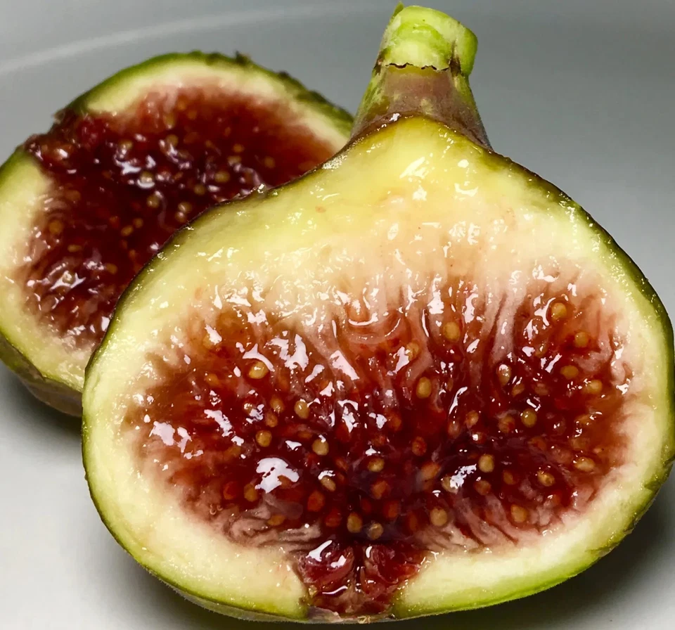 Smith Fig Cutting – Ficus carica Fruit Tree for Containers or Garden, Unrooted Fig Planting Material