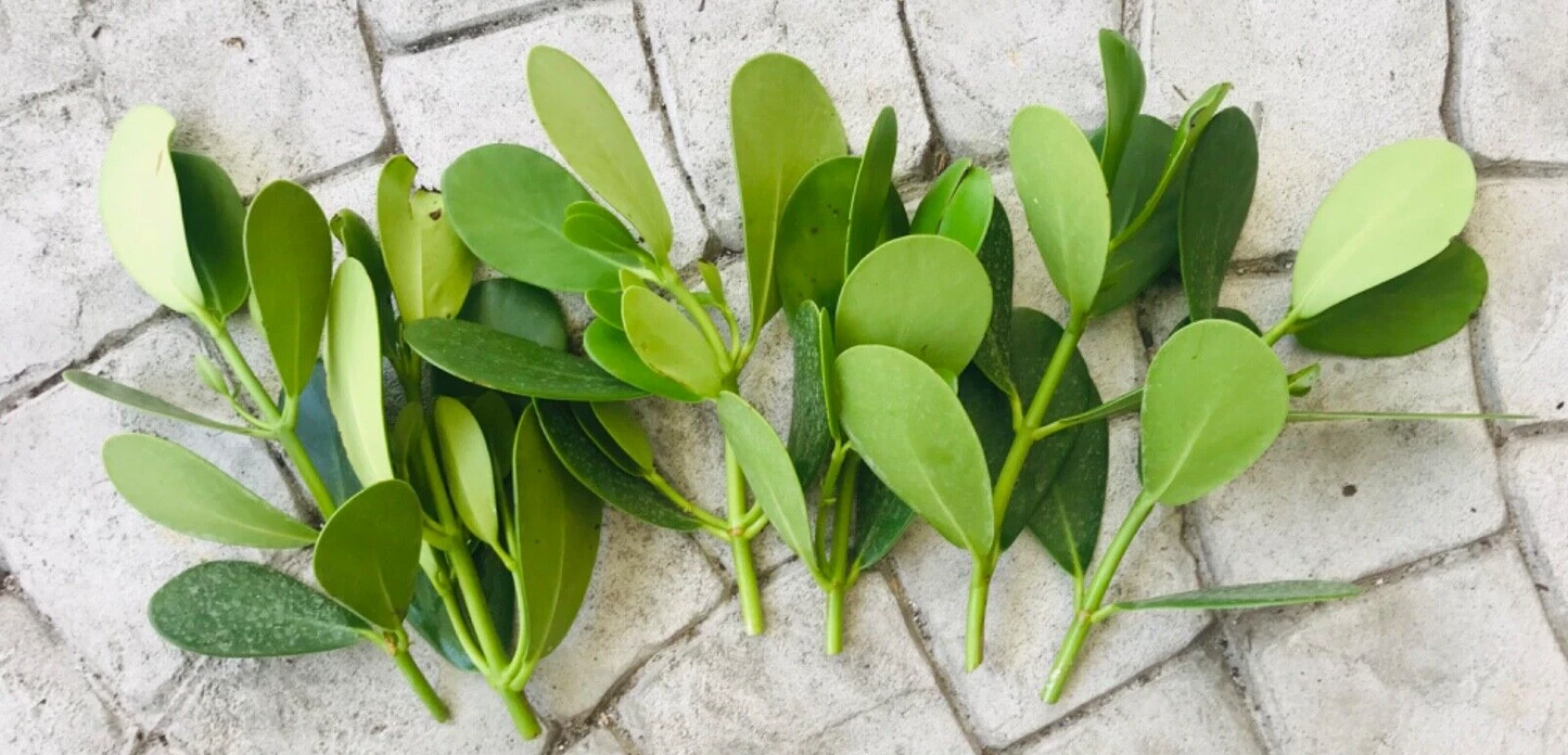 Clusia Rosea Cuttings – 9 Fresh Autograph Tree Stems for Propagation, Tropical Evergreen Shrub, Live Clusia Clippings for Rooting