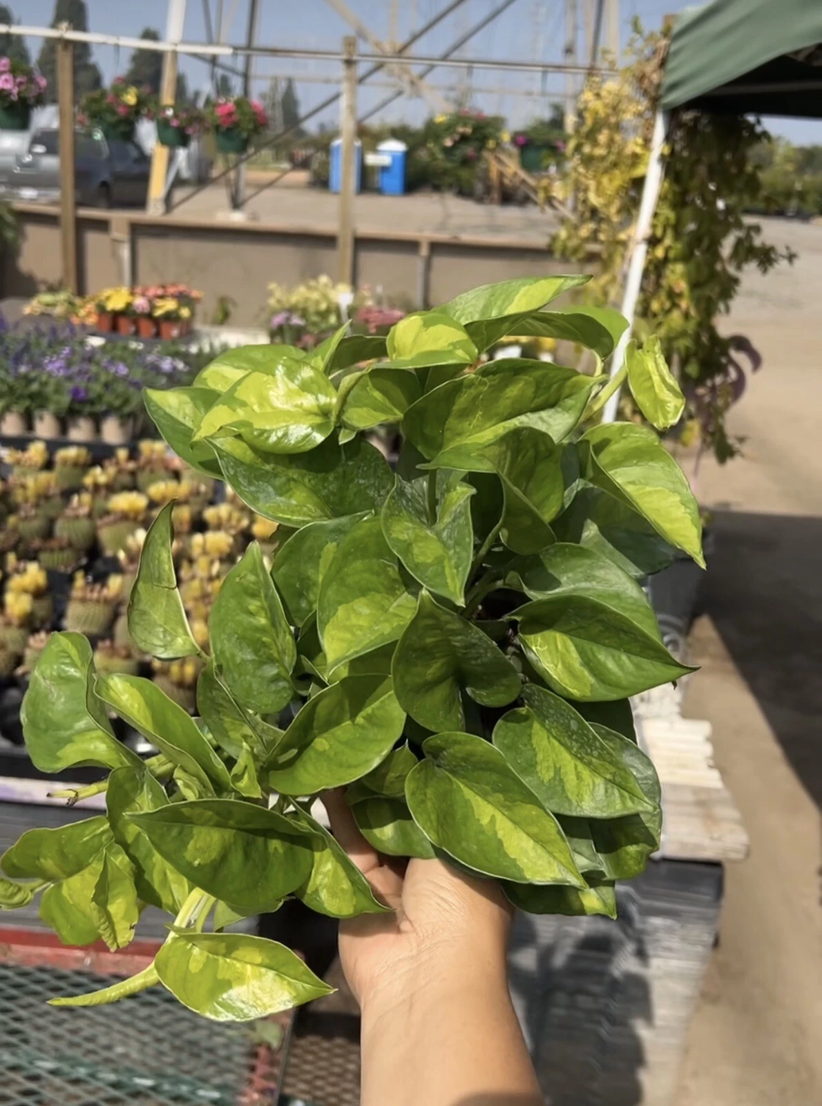 Global Green Epipremnum Cuttings – 3 Unrooted Pothos Vine Pieces for Indoor Outdoor Gardening, Scindapsus aureus