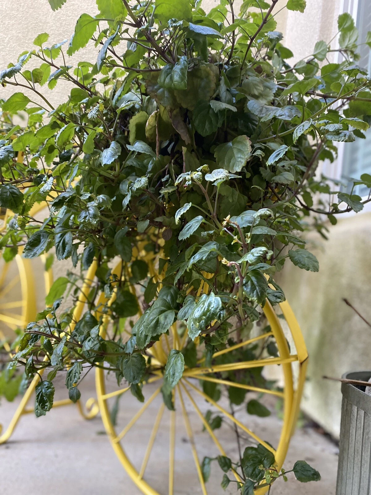 Swedish Ivy Cuttings – 10 Fresh Plectranthus verticillatus Trailing Indoor Houseplant Clippings