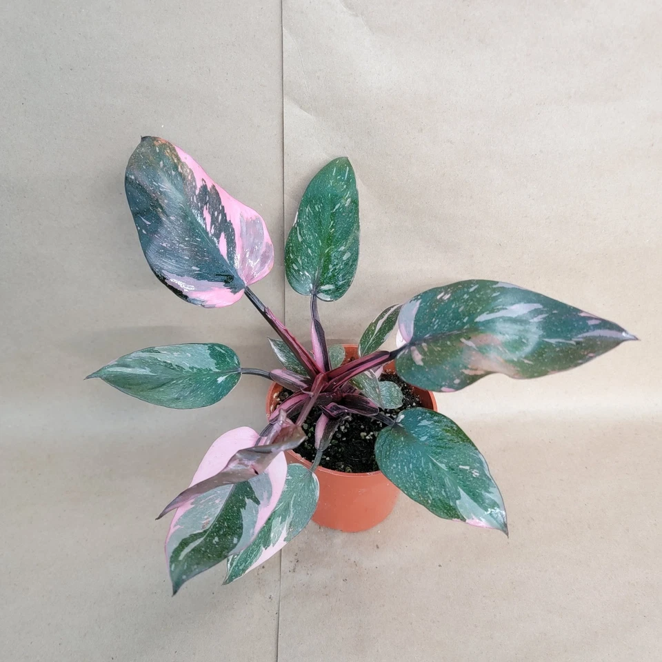 Philodendron Pink Princess Marble Galaxy Live Aroid Plant in 4-Inch Pot, Indoor Houseplant with Pink Variegation