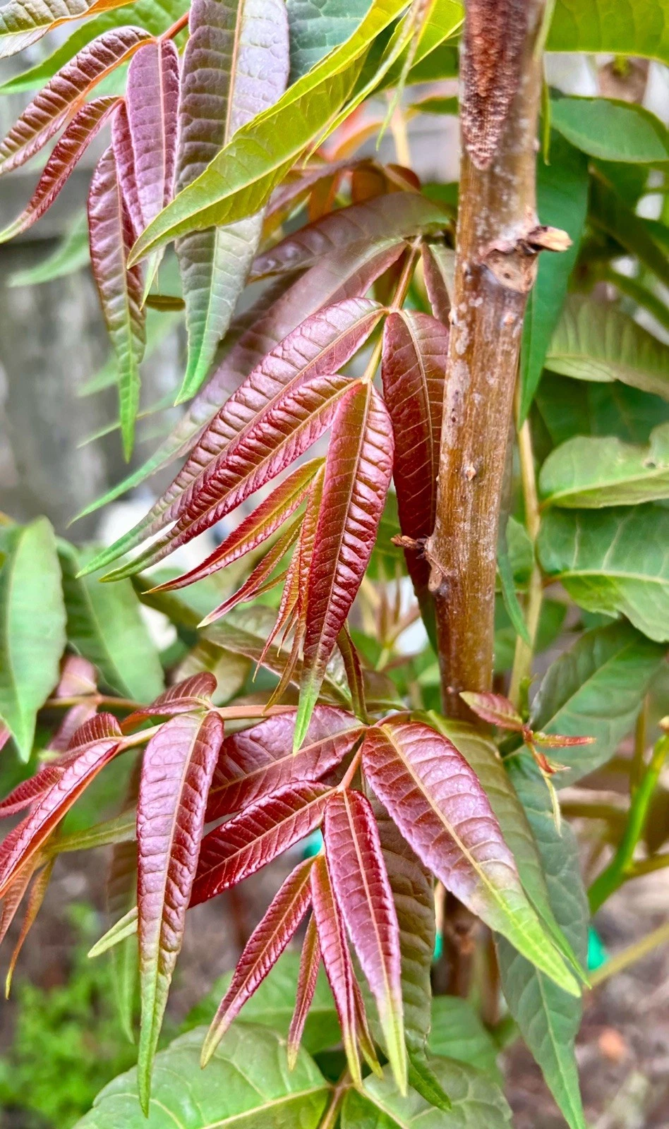 Chinese Toon Cuttings – 5 Fresh Unrooted Toona Sinensis Propagation Plants for Edible Leaves