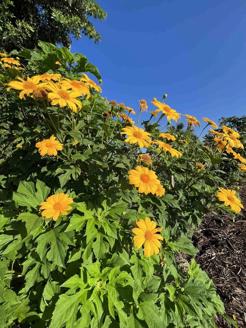12 Mexican Sunflower Cuttings – Tithonia diversifolia Green Fertilizer & Ornamental Stems for Sustainable Gardening