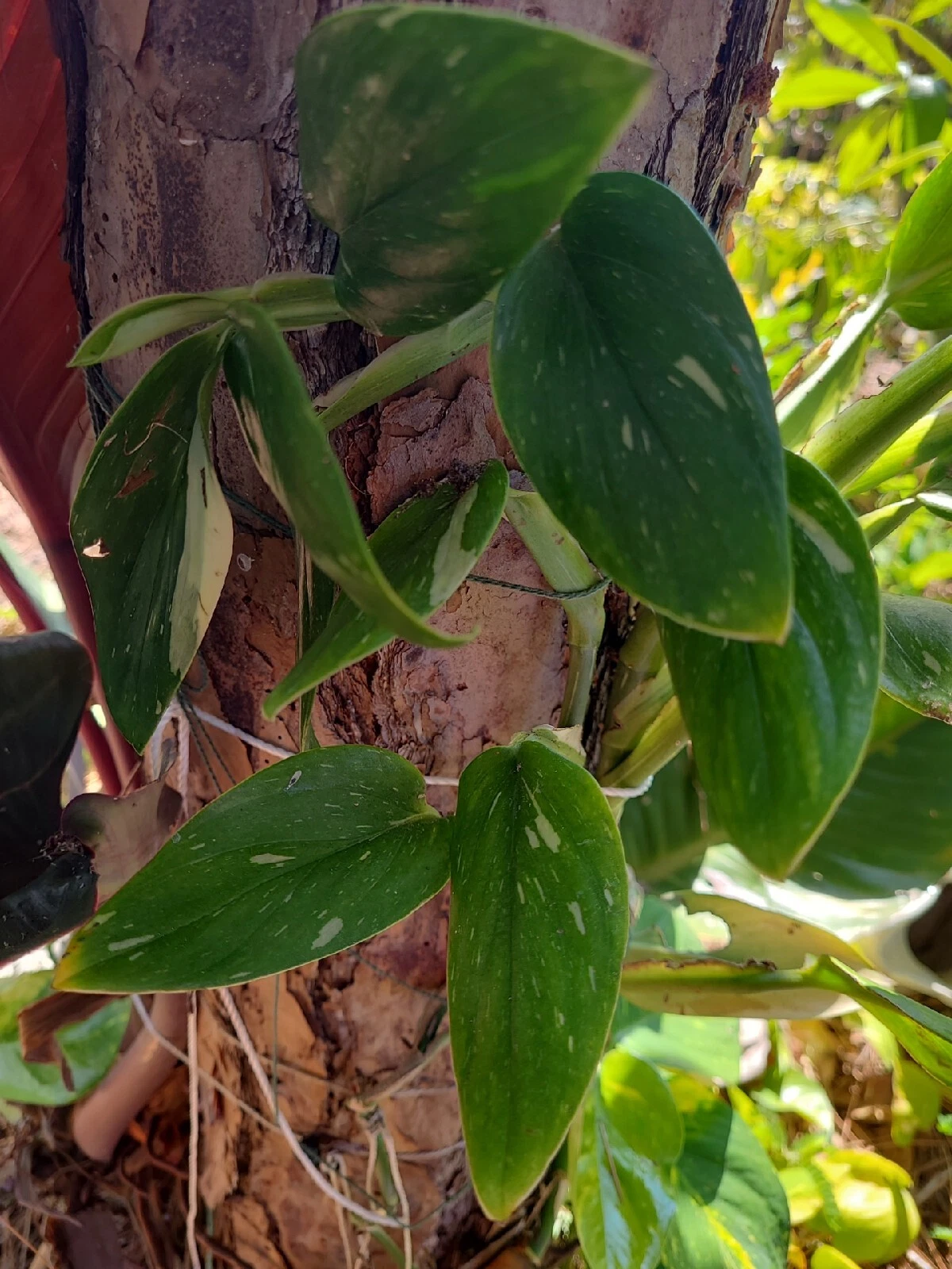 Variegated Monstera Standleyana Cutting | Single Node Aroid Propagation | Philodendron Cobra Variegated