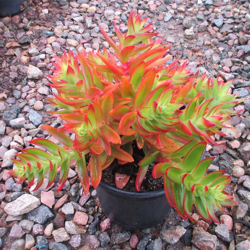 Crassula Capitella ‘Campfire’ Succulent Cuttings – 3 Unrooted Red Green Plantlets – Easy Care Succulent for Garden and Indoor Decor