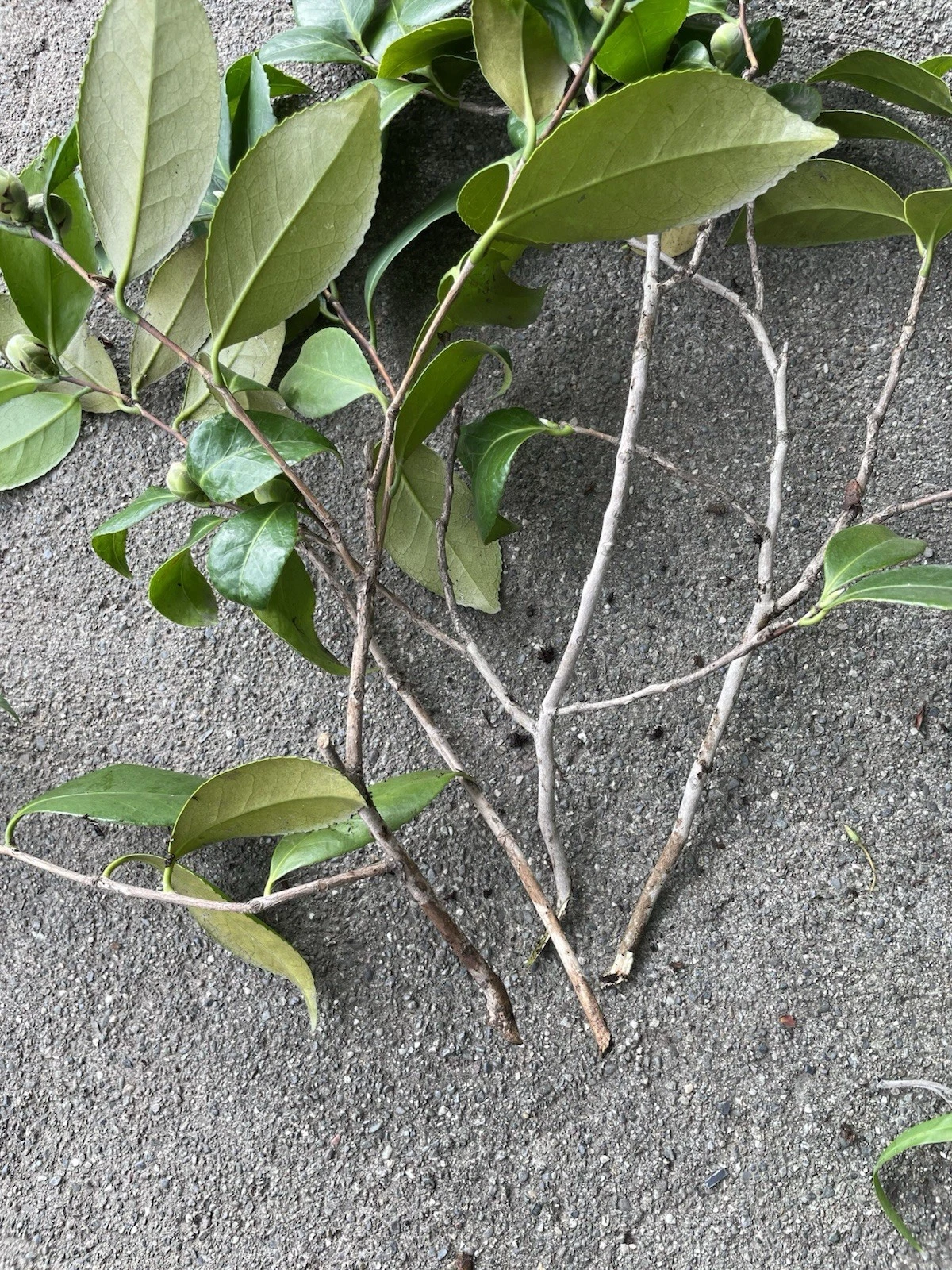 Camellia Japonica Cuttings – 4 Fresh Pink & White Propagation Plantings for Gardening, Japanese Camellia Shrub