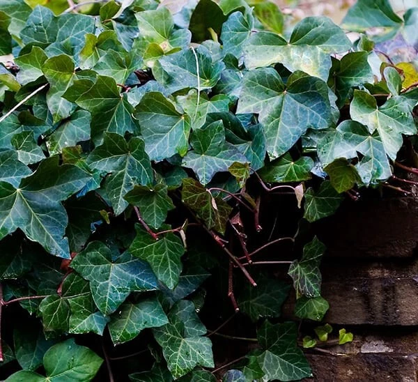 English Ivy Rooted Cuttings – 25 Live 6–8 Inch Hedera helix Vines for Ground Cover & Hanging Baskets
