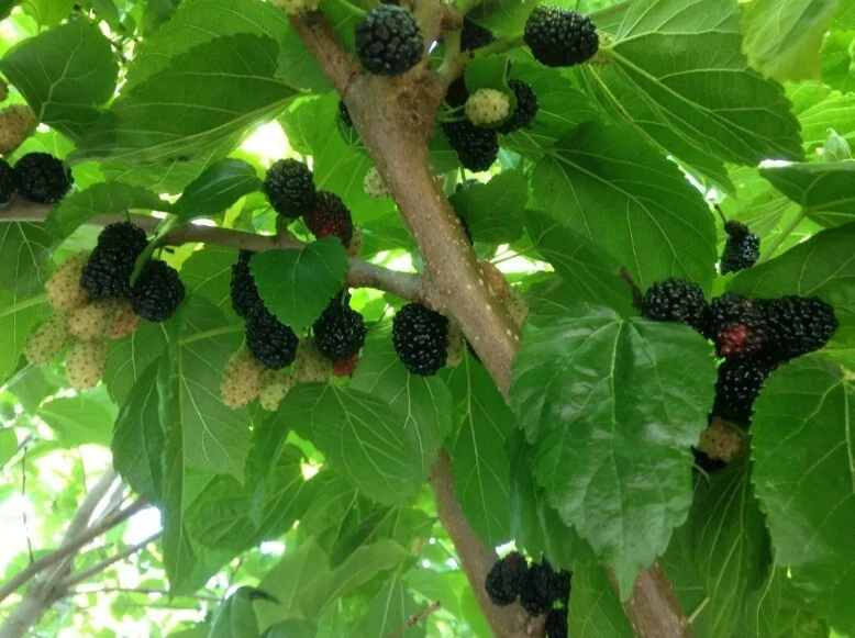 Black Mulberry ‘Shangri-La’ Cuttings – Unrooted Fruit Tree for Zone 6+ – Cold Hardy Morus alba