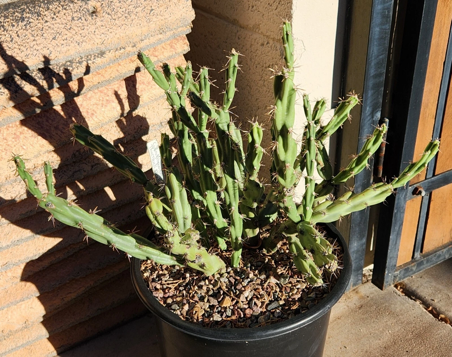 Thornberi Cholla Cactus Cutting – Cylindropuntia acanthocarpa var. Thornberi, Drought-Tolerant Desert Cactus for Garden & Pots