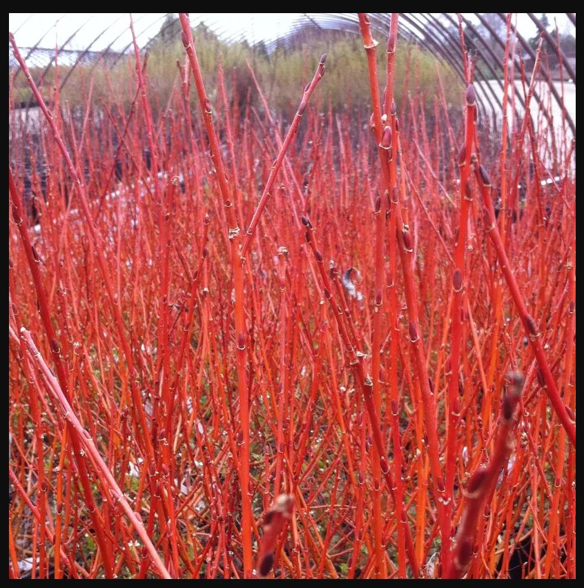 Flame Willow Cuttings – 5 Unrooted Salix ‘Flame’ Stems, Red Orange Ornamental Willow for Garden Planting