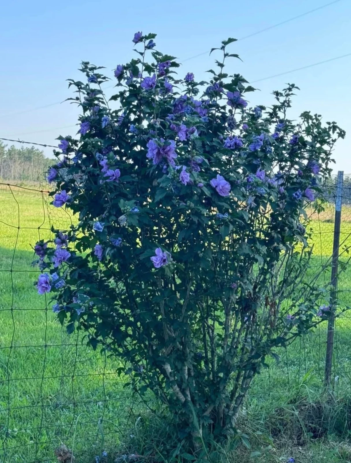 Blue Double Rose of Sharon Cuttings – Rooted Hardy Hibiscus Starter Plants – Live Garden Shrubs with Double Blue Blooms