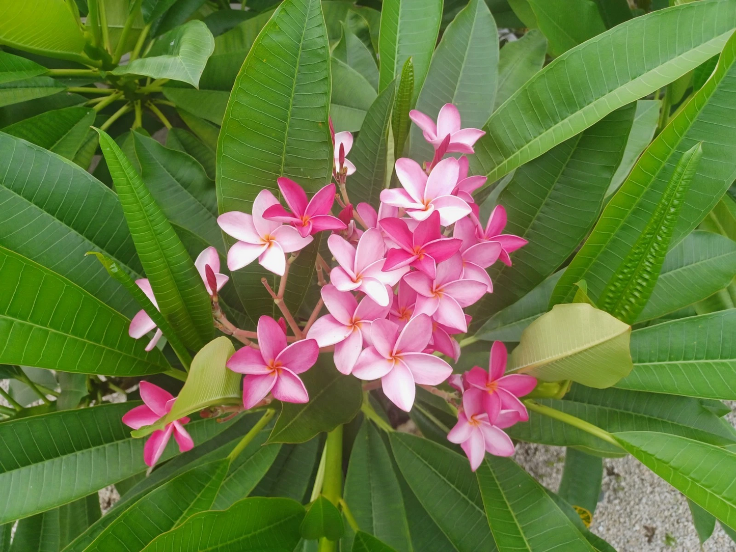 Plumeria Cuttings for Planting – Fresh Frangipani Stems with Vibrant Flowers – Tropical Frangipani (Plumeria spp.)