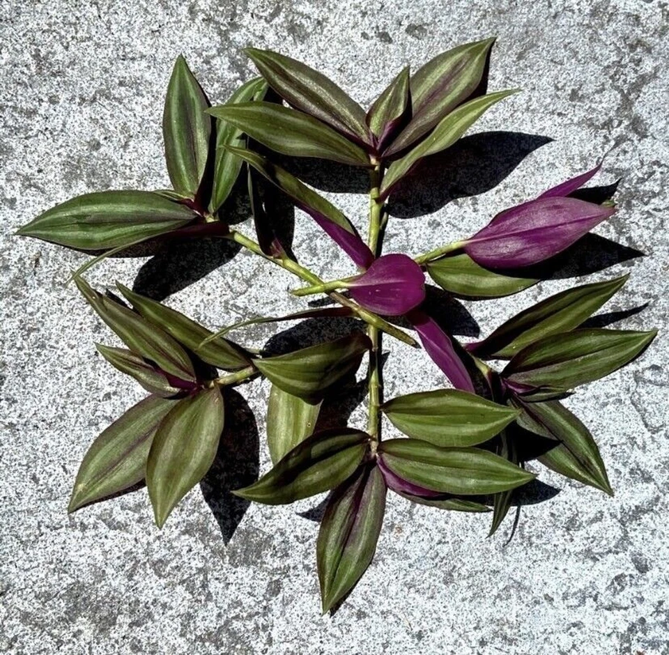 Tradescantia zebrina Unrooted Cuttings – 8 Pack Purple Silver Green Wandering Jew Vine Starter for Indoor Pots & Hanging Planters