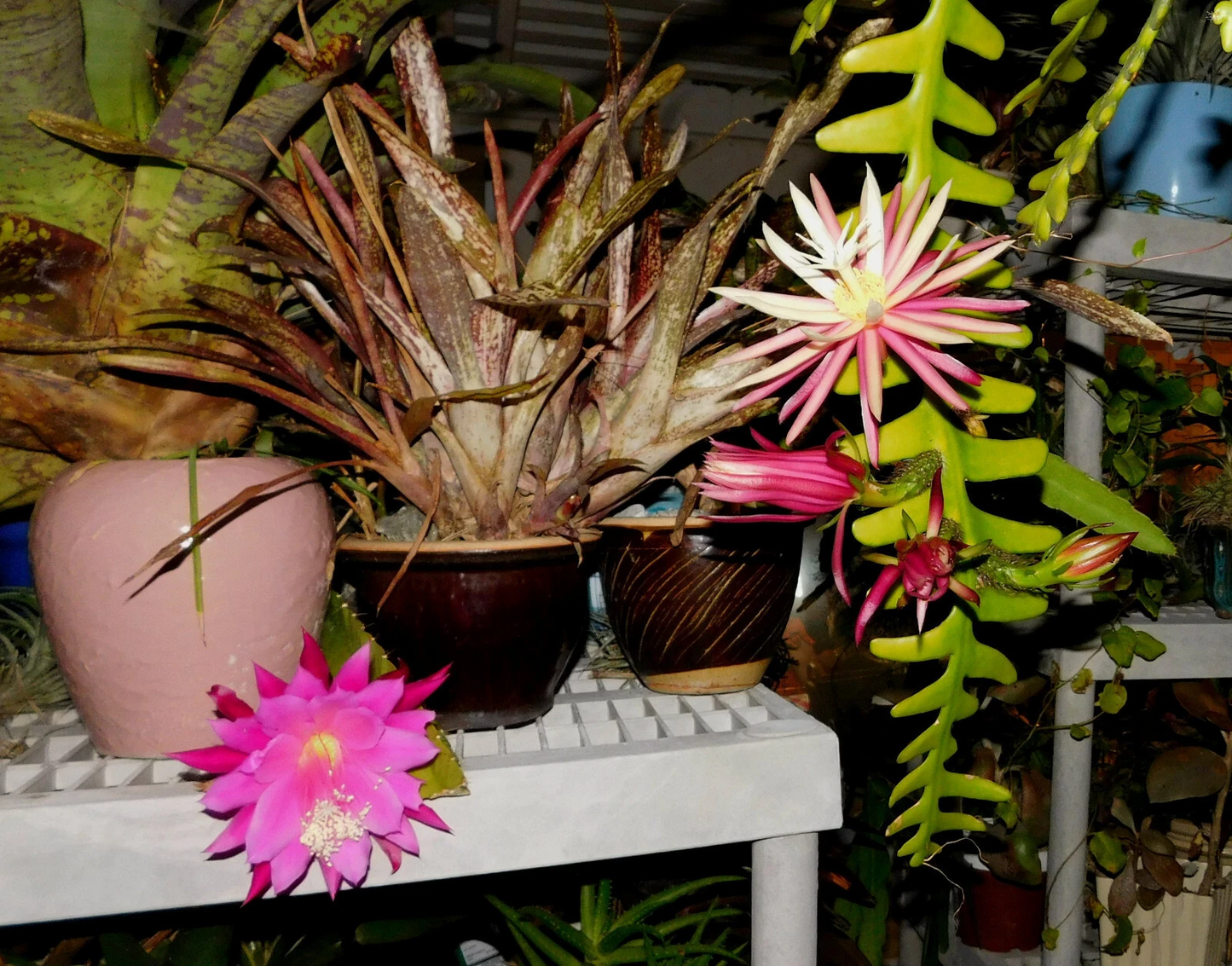 Zig Zag Cactus Cuttings – Cryptocereus anthonyanus Live Propagation Plant – 2 Large Stem Cuttings