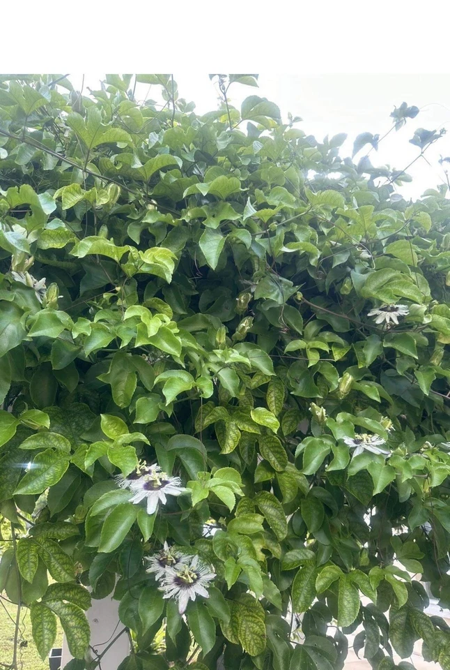 Passion Fruit Vine Cuttings – 10 Unrooted Stems, Passiflora edulis, 8–10 Inch Fresh Planting Material