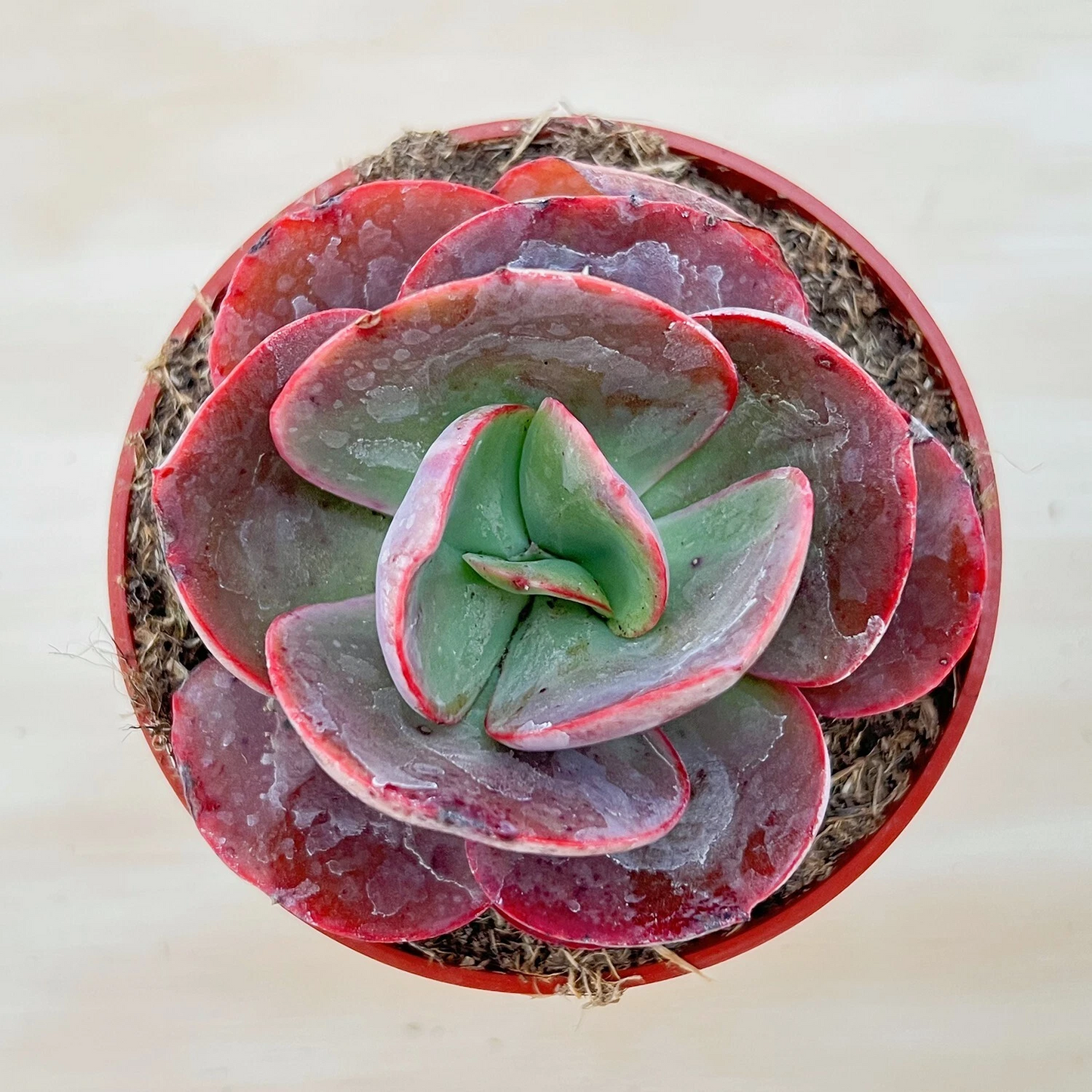 Echeveria Big Red Succulent – Live Rooted 4-Inch Potted Rosette Houseplant, Red Burgundy Foliage
