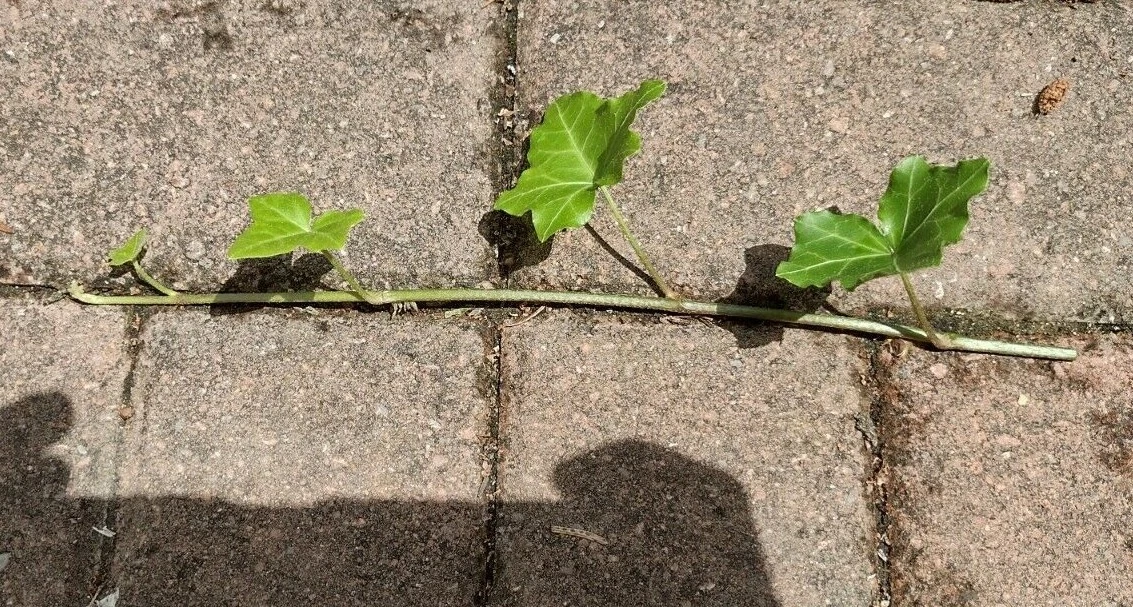 English Ivy Cuttings – 10 Live 6-Inch Hedera helix Vines, Fast-Growing Trailing Indoor Plant for Pots & Groundcover