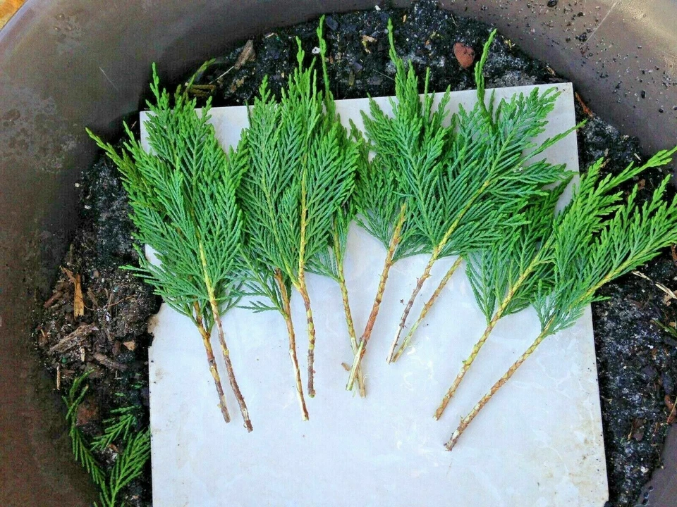 Leyland Cypress Tree Cuttings – 50 Fresh Unrooted 7-8 Inch Clones – × Cuprocyparis leylandii Evergreen Privacy Hedge Plants