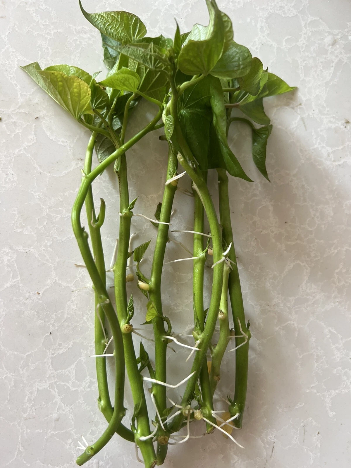 Sweet Potato Slips – 8 Rooted Vine Cuttings – Live Plant Slips for Gardening – Ipomoea batatas