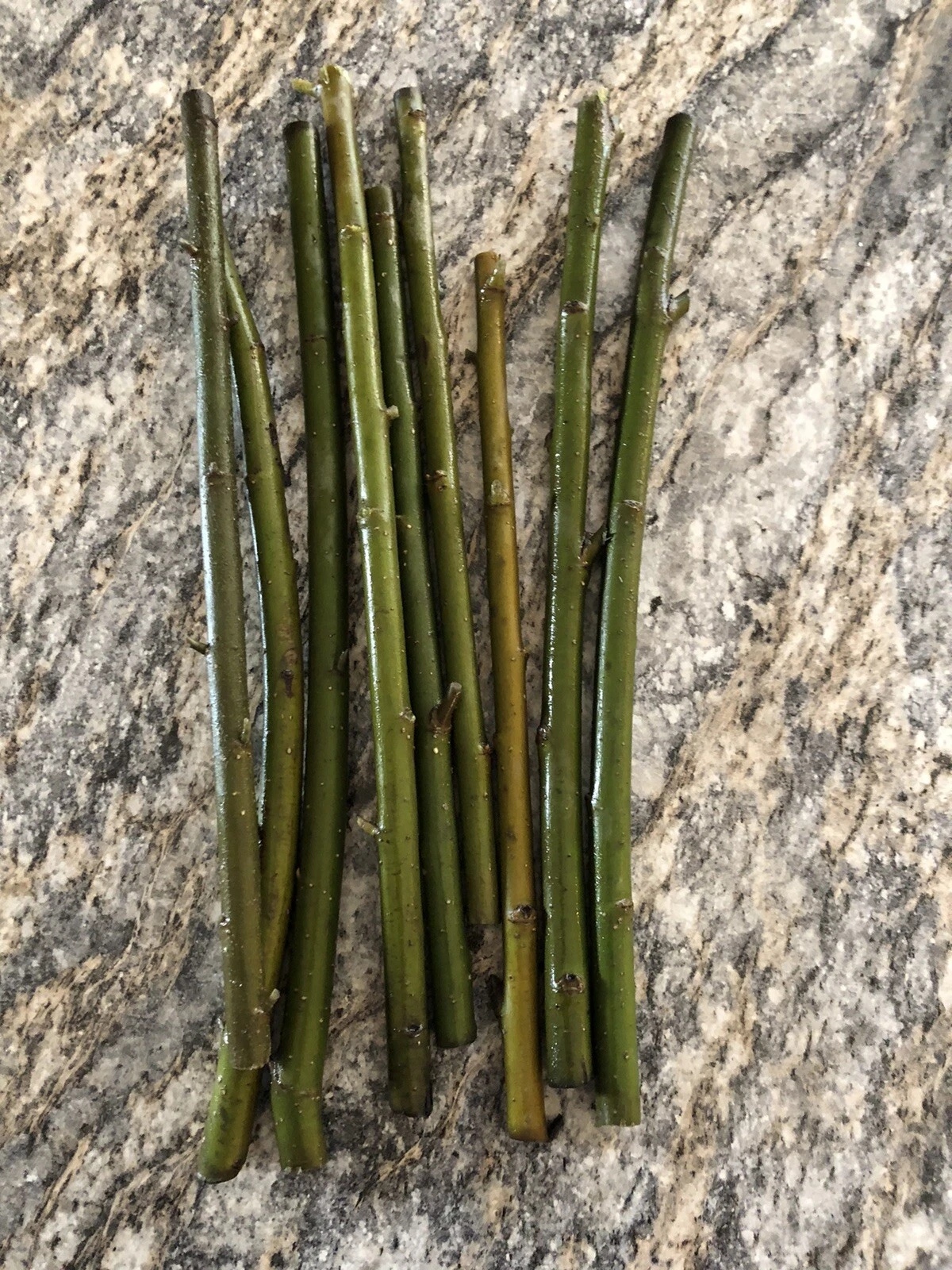 Austree Willow Hybrid Live Cuttings – 60 Unrooted Salix Tree Stems for Outdoor Planting, Fast-Growing Landscape Screening