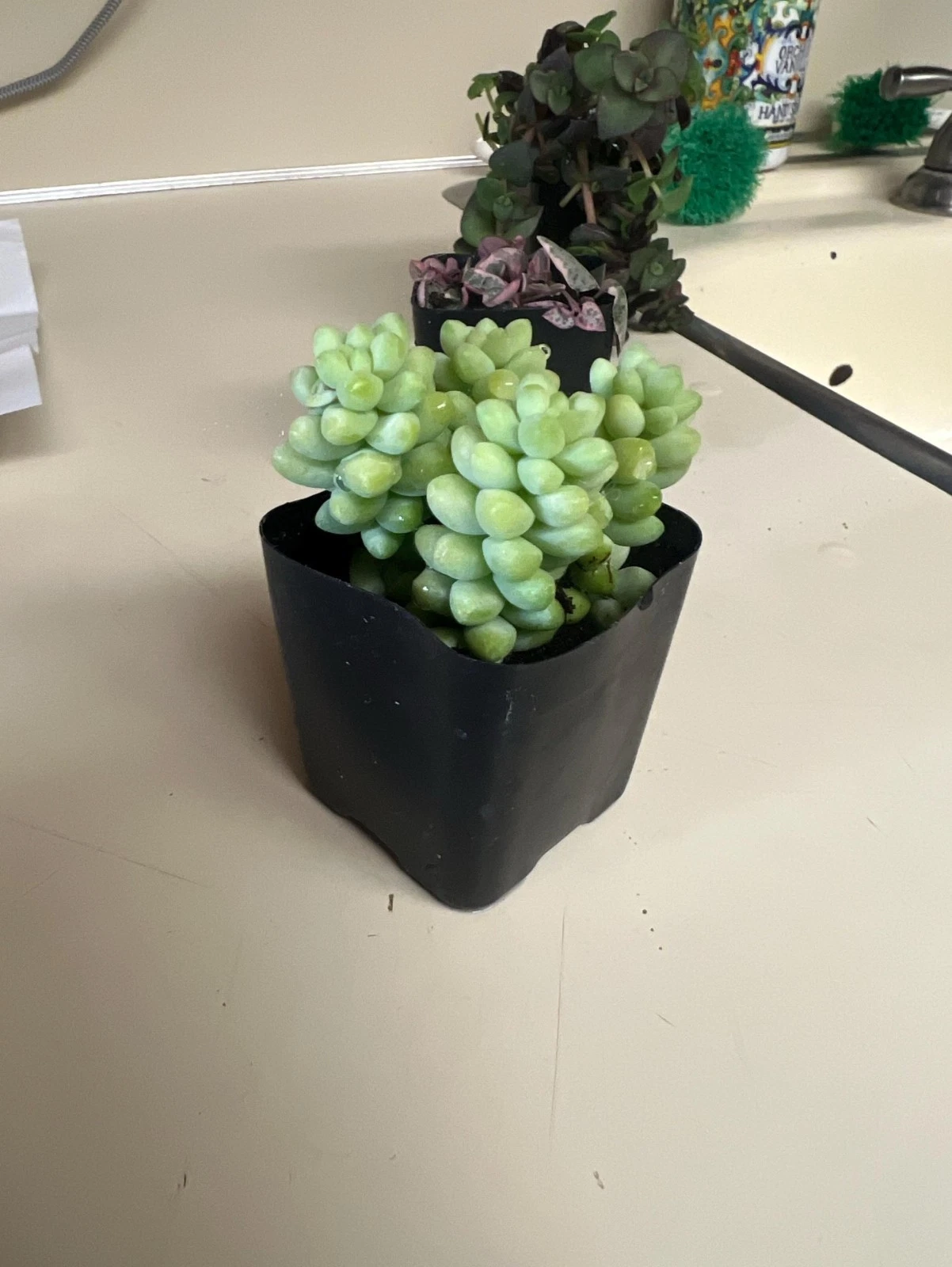 Donkey Tail Succulent Plant – Sedum Morganianum Trailing in 2" Pot – Live Hanging Succulent Starter for Containers